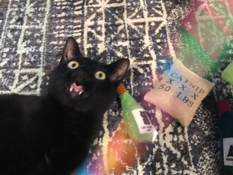 cat zoomies