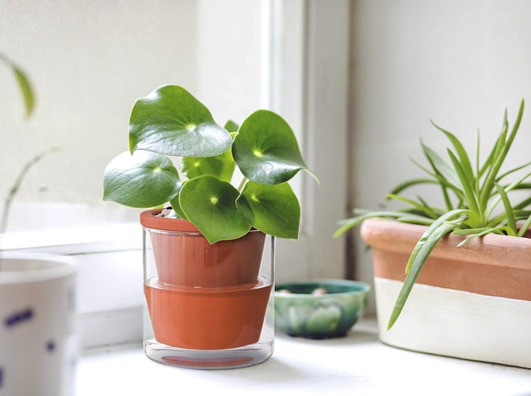 D'vine Dev Self Watering Pot (3-Pack)